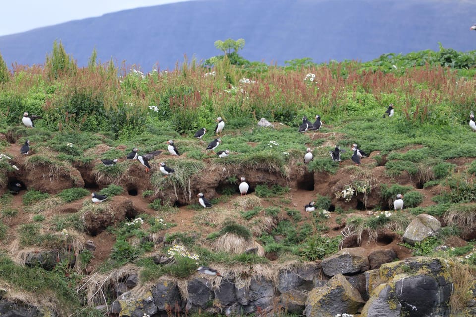 Reykjavik: Whale Watching and Puffin Excursion - Old Harbour Check-In at Geirsgata 11 (Do This First)