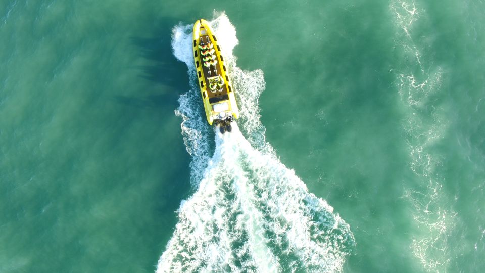 Reykjavik: Whale Watching by RIB Speedboat - What you’re most likely to see: whales, dolphins, porpoises, and puffins