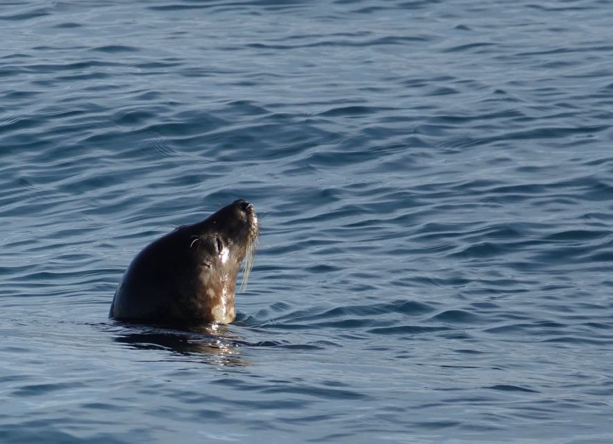 Reykjavik: Whale Watching by RIB Speedboat - Comfort on a chilly RIB: the gear and the wind reality