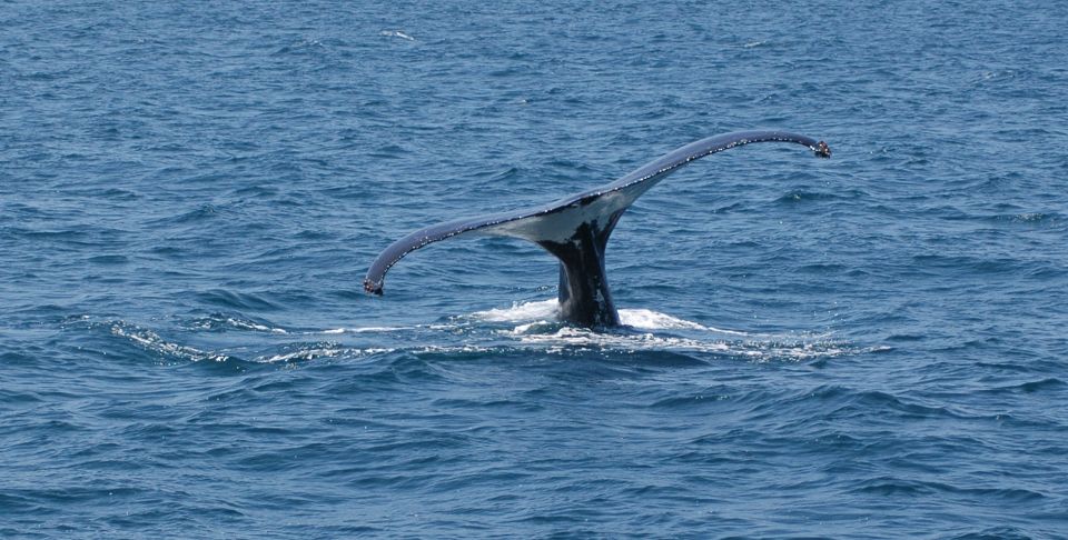 Reykjavik: Whale Watching by RIB Speedboat - Why this is better than big-deck cruising for wildlife time