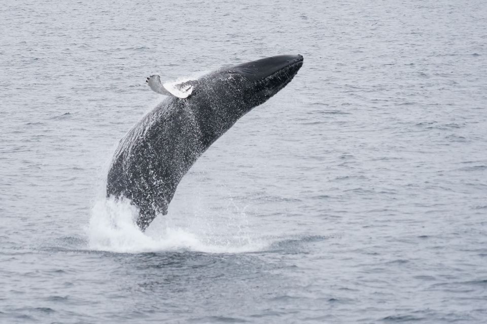 Reykjavik: Whale Watching by RIB Speedboat - Weather and safety: when the captain calls the shots