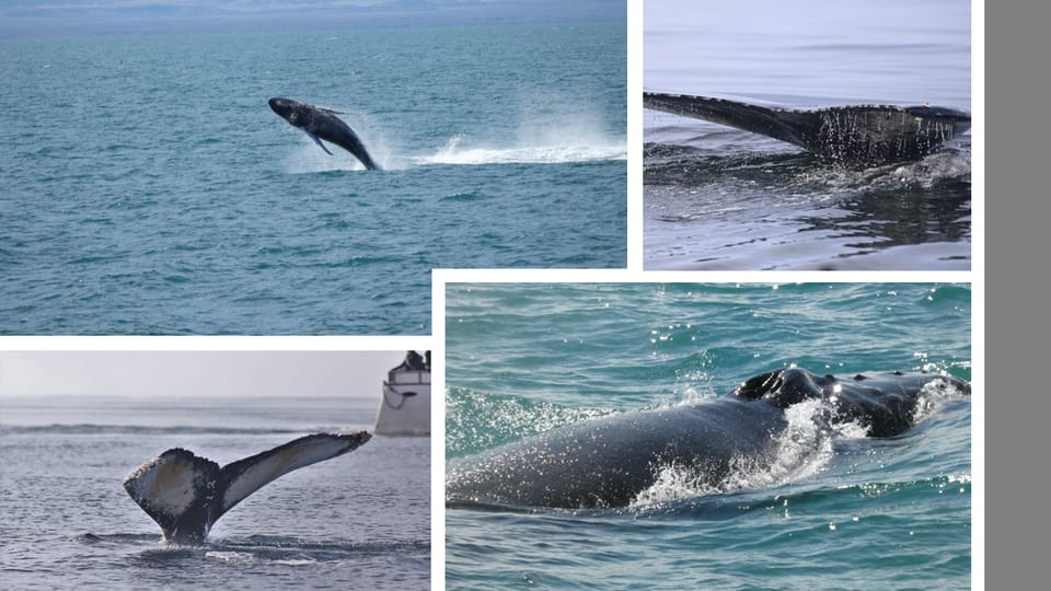 Reykjavík: Whale Watching Cruise and FlyOver Combo Ticket - Reykjavík whale cruise and FlyOver: what this combo does differently