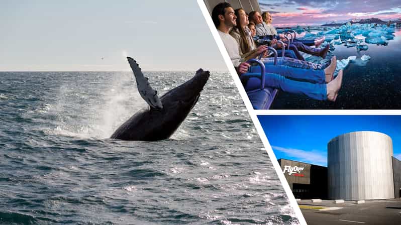 Reykjavík: Whale Watching Cruise and FlyOver Combo Ticket - On the water: how the whale search feels in real life