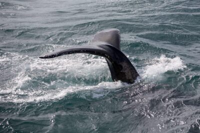 Reykjavík: Whale Watching Cruise and FlyOver Combo Ticket - Meeting at Special Tours and getting set up in the warm way