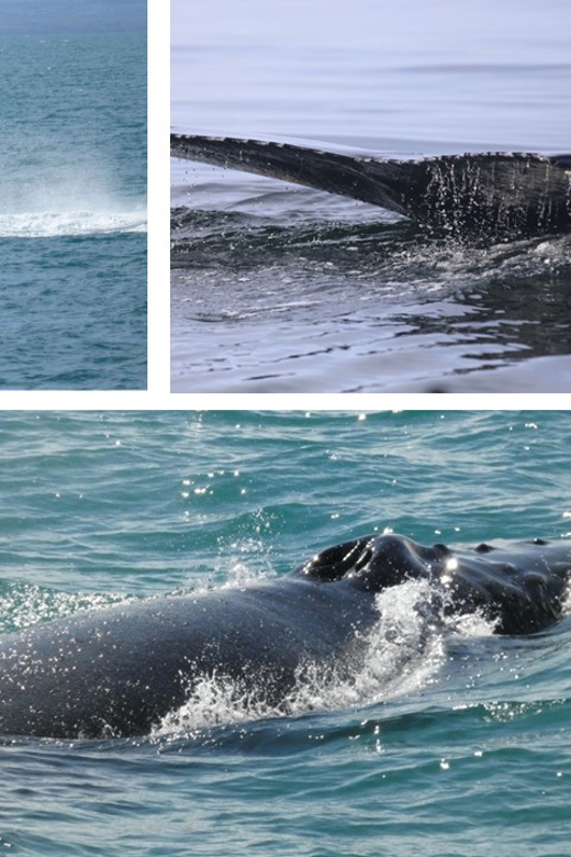 Reykjavík: Whale Watching Cruise and FlyOver Combo Ticket - What the guide teaches you about whale behavior and conservation
