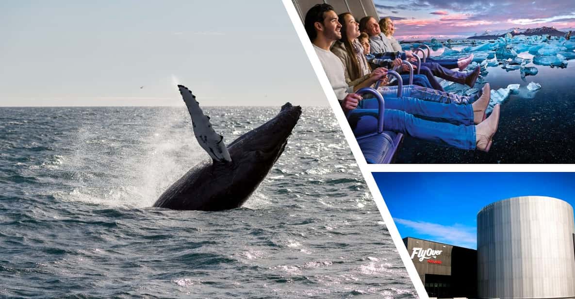 Reykjavík: Whale Watching Cruise and FlyOver Combo Ticket - Who should book this cruise and FlyOver combo