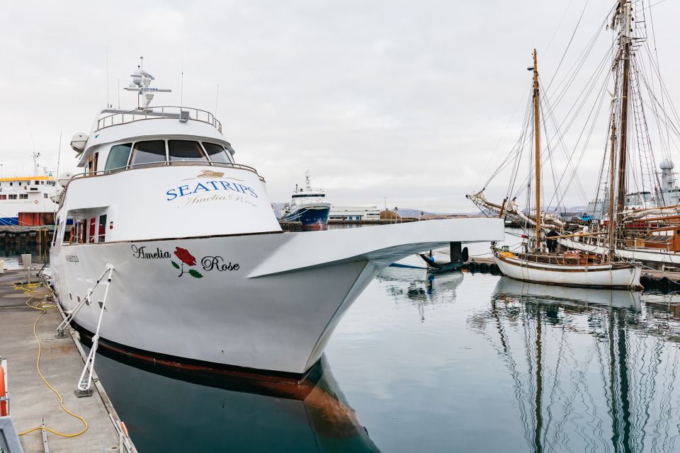 Reykjavík: Whale Watching Cruise on the Amelia Rose Yacht - Key points at a glance