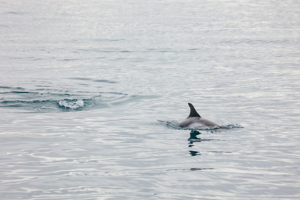 Reykjavík: Whale Watching Cruise on the Amelia Rose Yacht - Quick tips before you go from Reykjavík’s Old Harbor