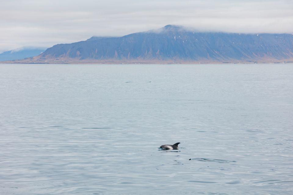 Reykjavík: Whale Watching Cruise on the Amelia Rose Yacht - What you can realistically see off Reykjavík waters