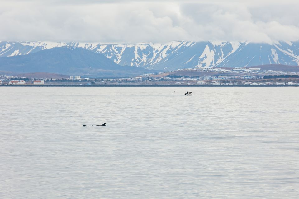 Reykjavík: Whale Watching Cruise on the Amelia Rose Yacht - Who this cruise suits best (and who should consider a different plan)