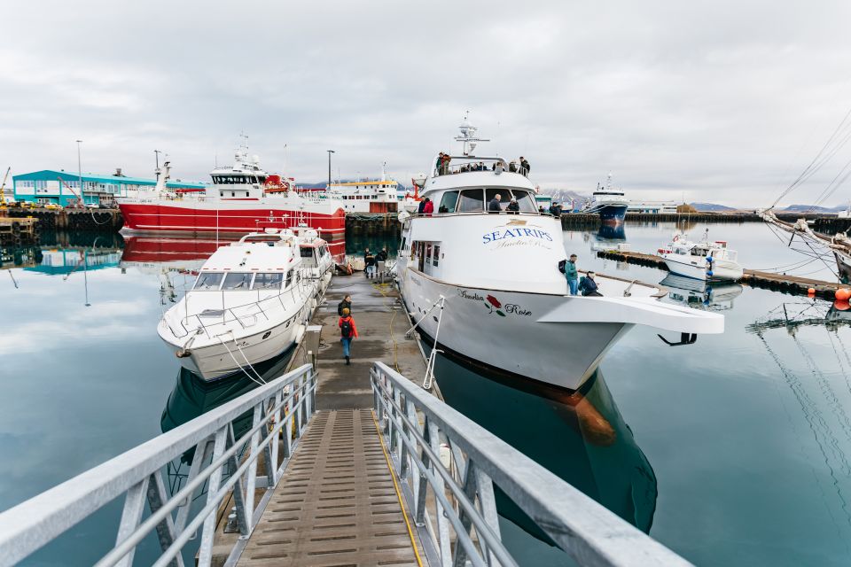 Reykjavík: Whale Watching Cruise on the Amelia Rose Yacht - Price and value: is $107 worth paying?