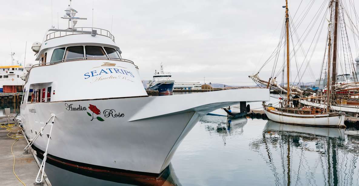 Reykjavík: Whale Watching Cruise on the Amelia Rose Yacht - From Old Harbour House to Faxaflói Bay: how the 3 hours actually unfold