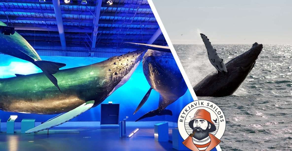 Reykjavik: Whale Watching Excursion & Whale Exhibition - Key things to know before you go