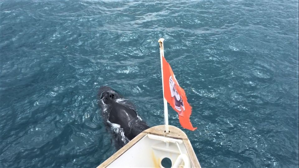 Reykjavik: Whale Watching Excursion & Whale Exhibition - FAQ
