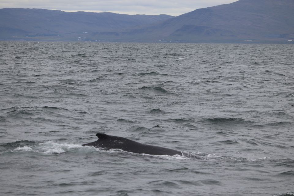 Reykjavik: Whale Watching Excursion & Whale Exhibition - Whale watching in Faxaflói: your 3-hour search pattern