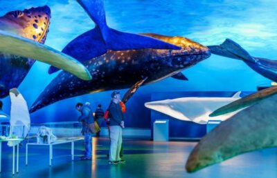 Reykjavik: Whale Watching Excursion & Whale Exhibition - Starting at Geirsgata 11: how the morning (or afternoon) flows