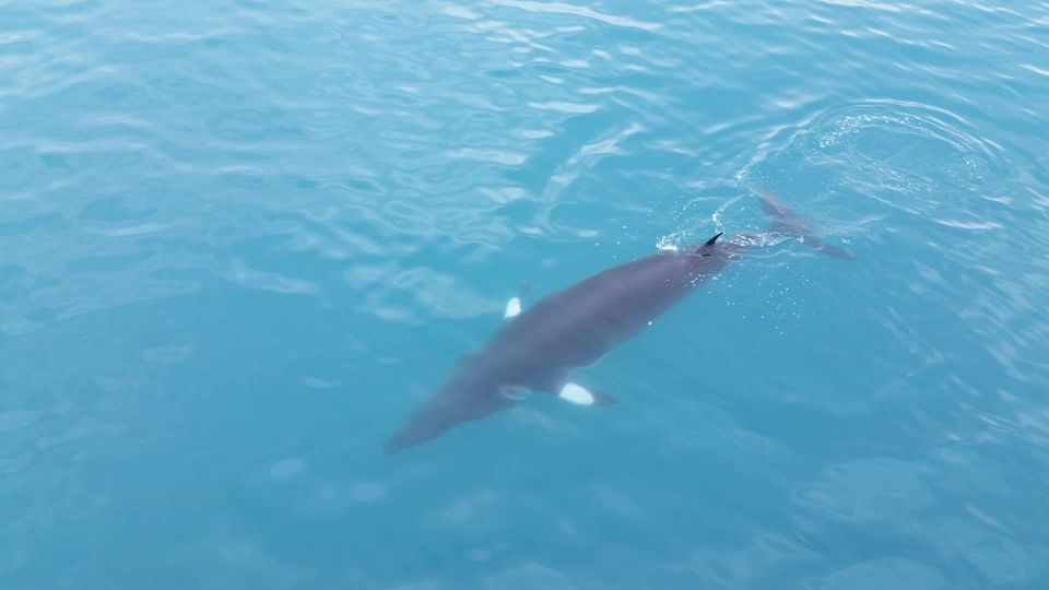 Reykjavik: Whale Watching Excursion & Whale Exhibition - The exhibition: warm up with whale science (and whale size)