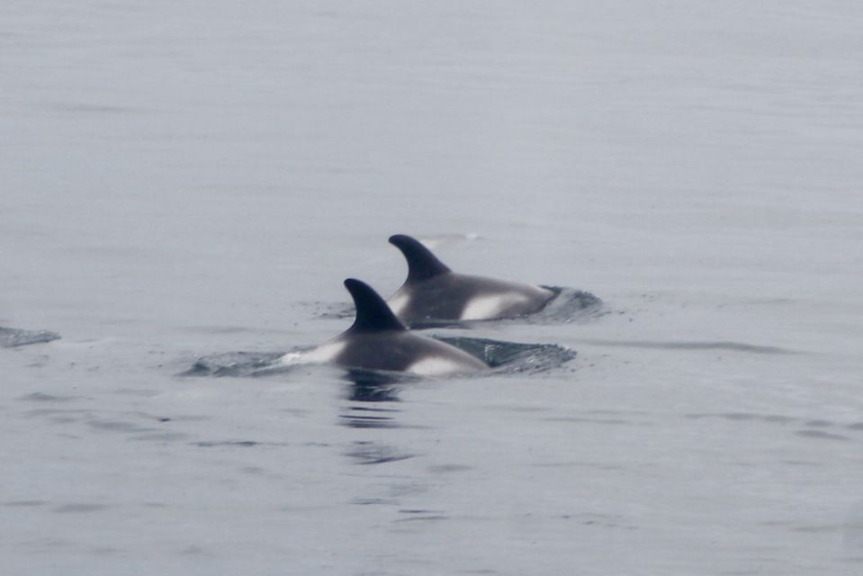 Reykjavik: Whale Watching Excursion & Whale Exhibition - Comfort and weather: staying warm, steady, and not miserable