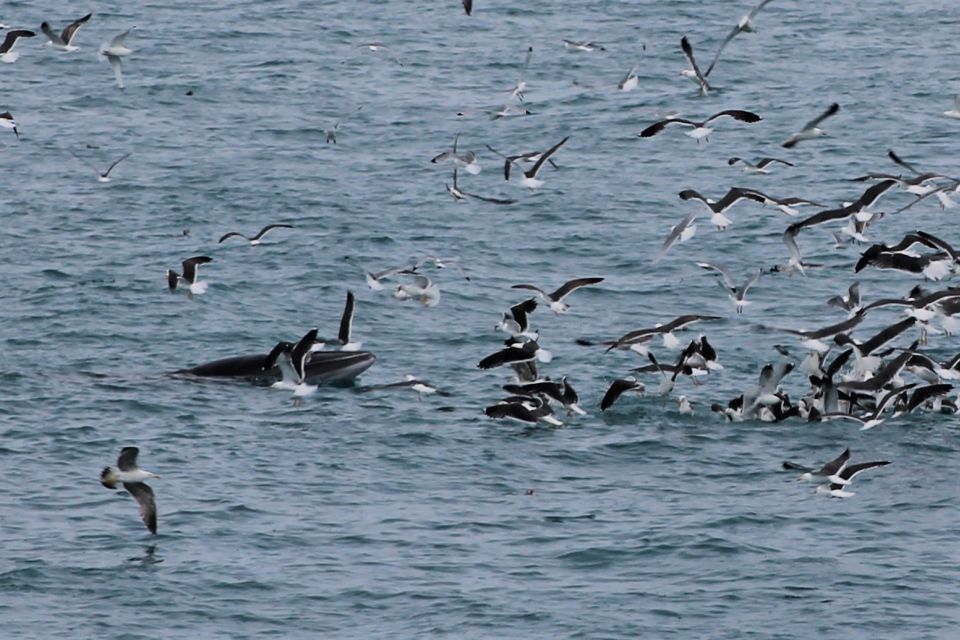 Reykjavik: Whale Watching Excursion & Whale Exhibition - Price and value: is $160 actually fair?