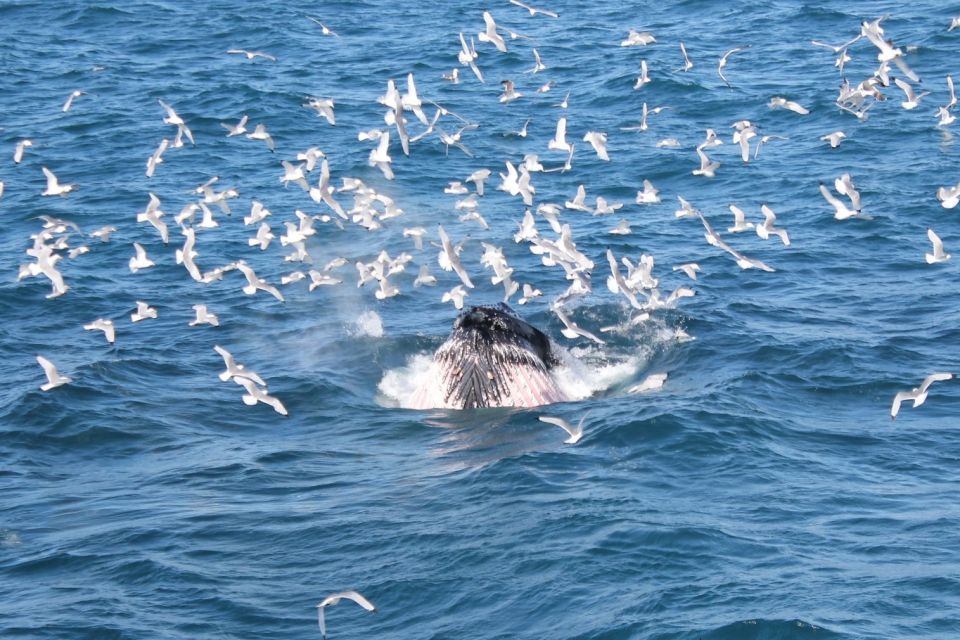 Reykjavik: Whale Watching Excursion & Whale Exhibition - Who this tour is best for (and who might want a different plan)