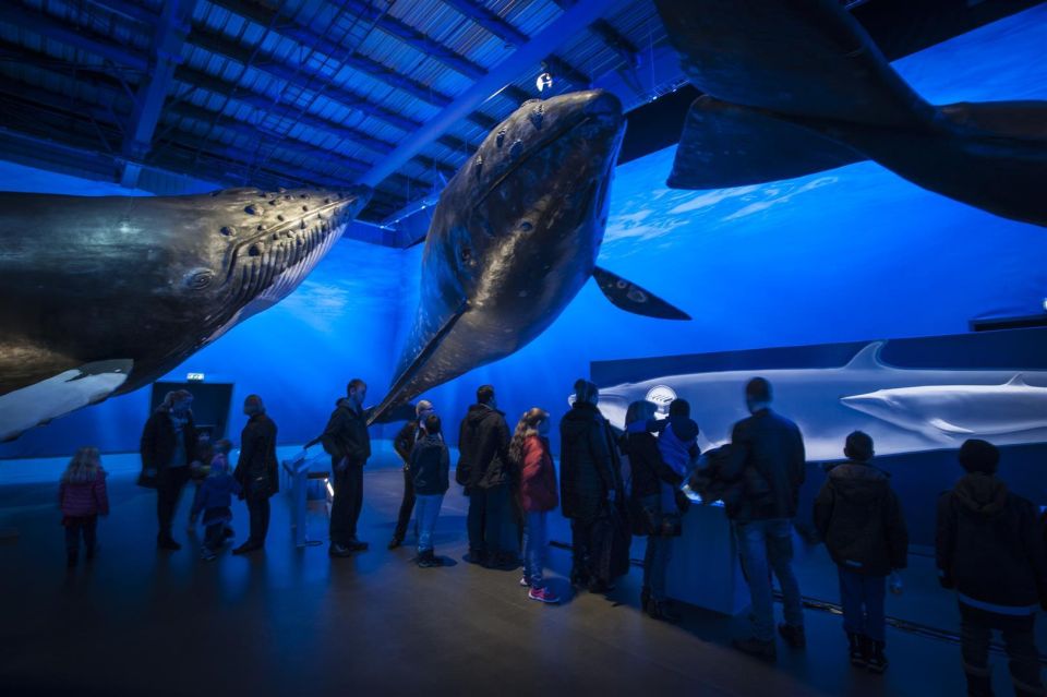 Reykjavik: Whale Watching Excursion & Whale Exhibition - Should you book Reykjavik Whale Watching & Whales of Iceland?