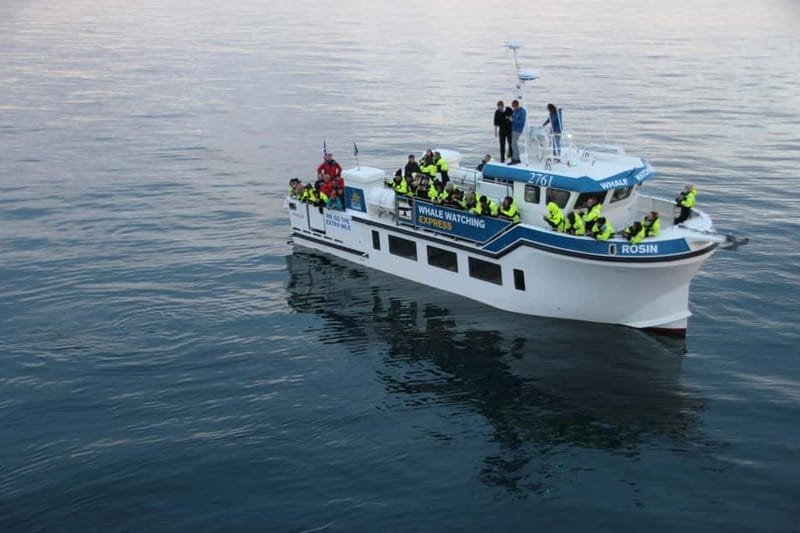 Reykjavik: Whale Watching Express - Quick Highlights Before You Go