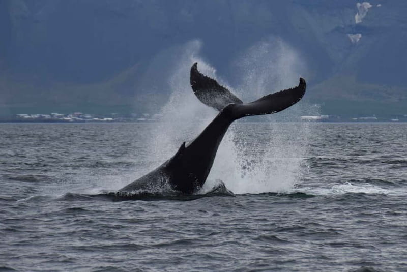 Reykjavik: Whale Watching Express - Your Guide’s Job: Spotting Clues and Explaining What Matters
