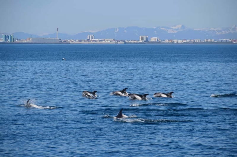 Reykjavik: Whale Watching Express - What You’re Likely to See: Whales, Dolphins, Puffins, and Seabirds