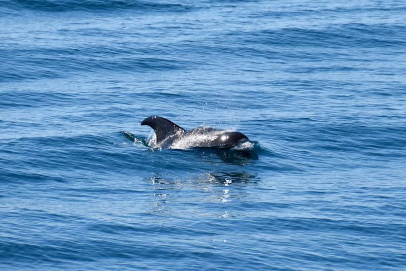 Reykjavik: Whale Watching Express - How the Captain Handles Weather (and Why It’s a Good Sign)