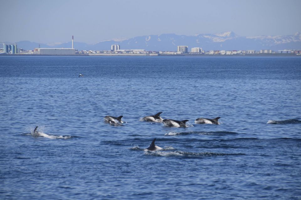 Reykjavik: Whale Watching Express - The 2-Hour Plan: What Happens On Board