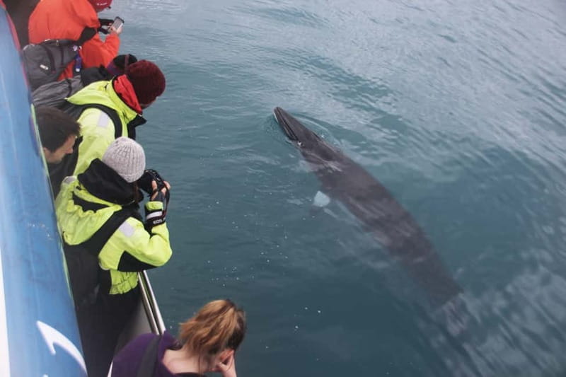 Reykjavik: Whale Watching Express - Onboard Comfort Details You’ll Actually Care About