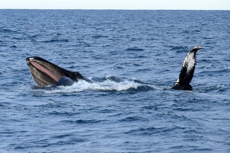 Reykjavik: Whale Watching Express - The Express Boat Reality: Fast Ride, Practical Viewing