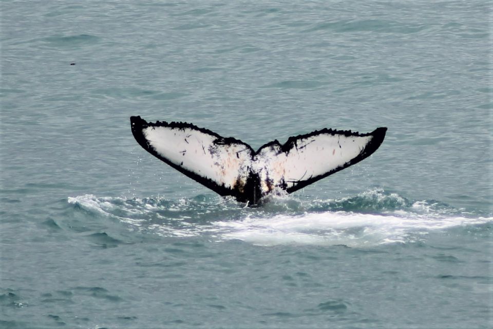 Reykjavik: Whale Watching in Faxaflói Bay & Live Lava Show - Key Takeaways Before You Go