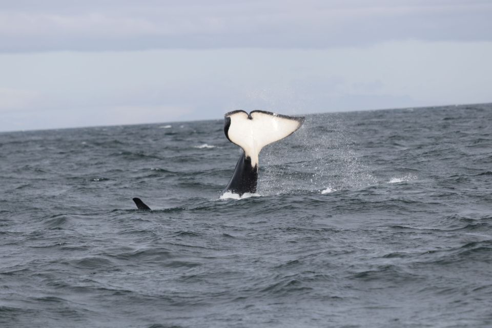 Reykjavik: Whale Watching in Faxaflói Bay & Live Lava Show - Getting on the Water from Old Harbour: What the Whale Tour Really Includes