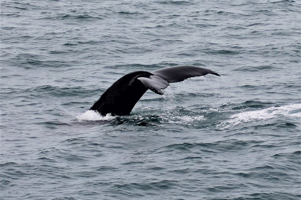 Reykjavik: Whale Watching in Faxaflói Bay & Live Lava Show - Who This Tour Fits Best (and Who Might Want Something Else)