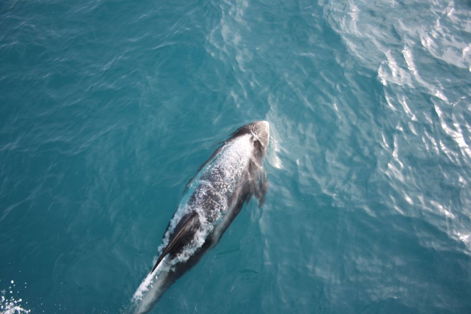 Reykjavik: Whale Watching in Faxaflói Bay & Live Lava Show - Meeting Point and Timing: How the Day Flows