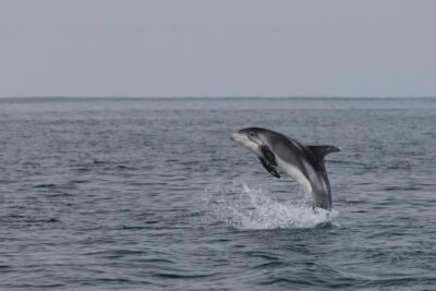 Reykjavik: Whale Watching & Lava Show - Faxafloi Bay Whale Watching: Volcanic Water, Real Wildlife