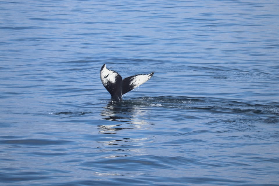 Reykjavik: Whale Watching Morning Expedition - Key highlights at a glance