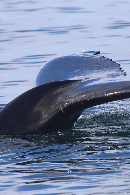 Reykjavik: Whale Watching Morning Expedition - Morning start from Reykjavik’s Old Harbour (Geirsgata 11)