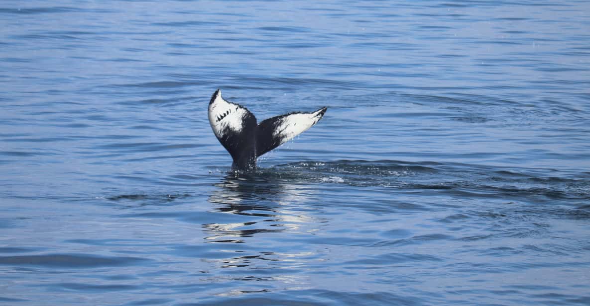 Reykjavik: Whale Watching Morning Expedition - Warm flotation overalls and a heated indoor cabin