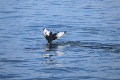Reykjavik: Whale Watching Morning Expedition - 3.5 hours at sea: how the timing feels in real life