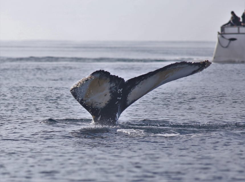 Reykjavik: Whale Watching Morning Expedition - Faxaflói Bay wildlife window: minke, humpbacks, and more