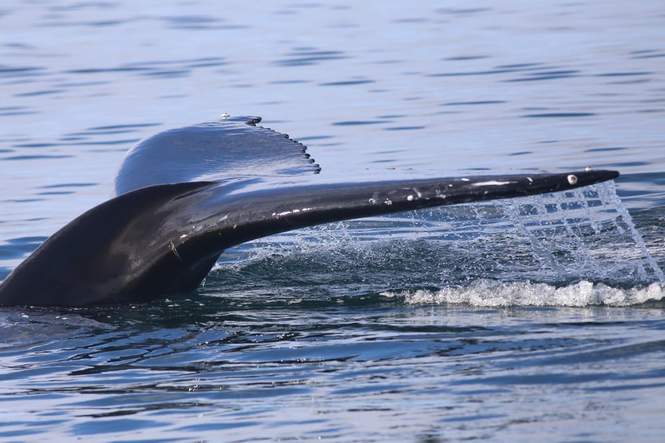 Reykjavik: Whale Watching Morning Expedition - Guides, bar time, and free Wi‑Fi on a wildlife hunt