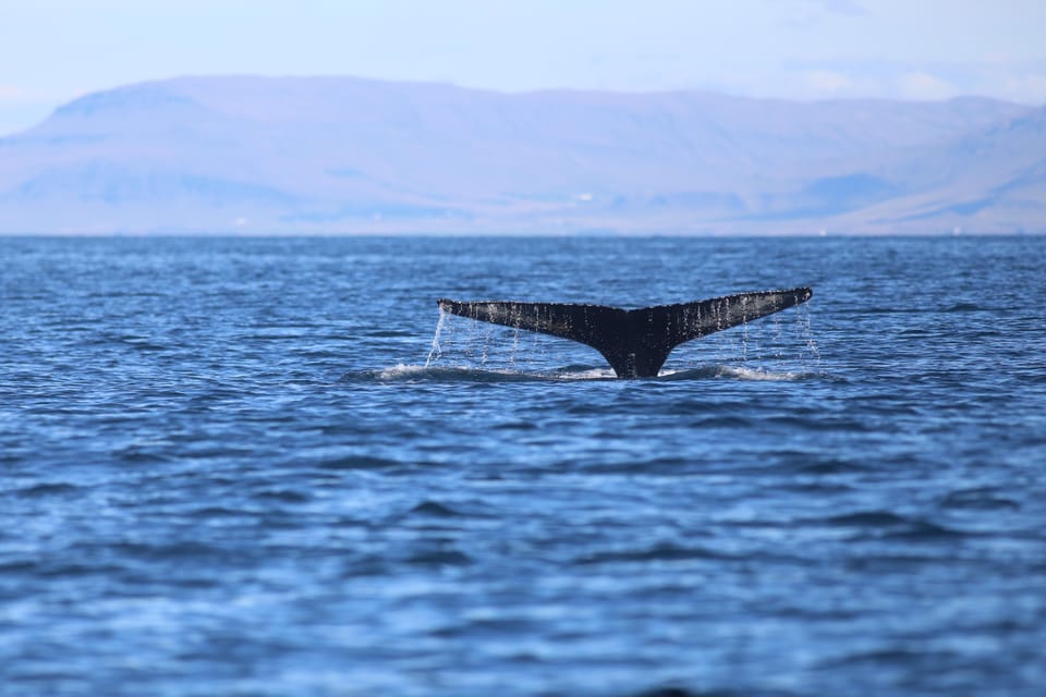 Reykjavik: Whale Watching Morning Expedition - What’s actually included (and what you’ll buy)