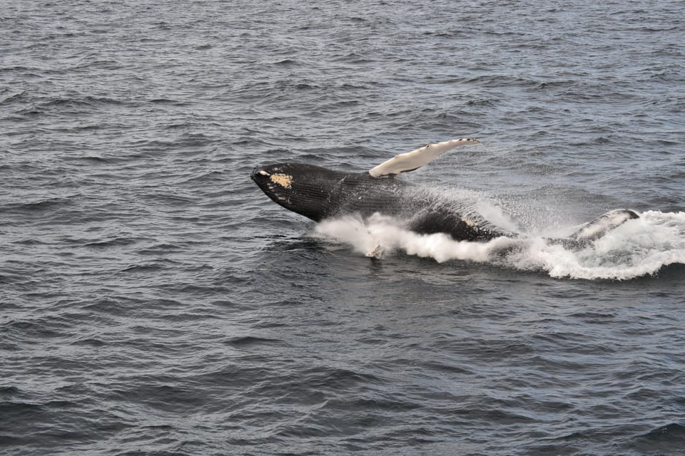 Reykjavik: Whale Watching Morning Expedition - Itinerary in plain terms: where you go and when