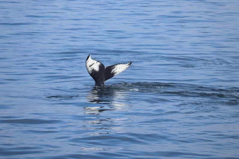Reykjavik: Whale Watching Morning Expedition - 3.5 hours at sea: how the timing feels in real life