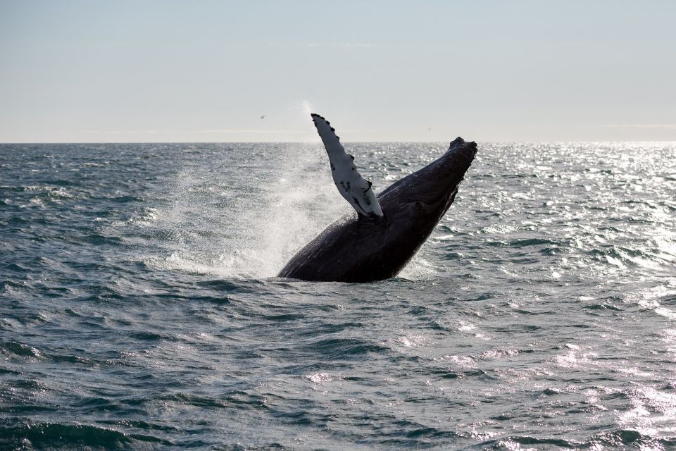 Reykjavik: Whale Watching & Northern Lights Combo Cruise - Boat type and environmental changes: a real heads-up for certain seasons