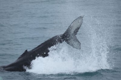 Reykjavik: Whale Watching & Northern Lights Combo Cruise - Meeting at Geirsgata 11: the easy part that you should not rush