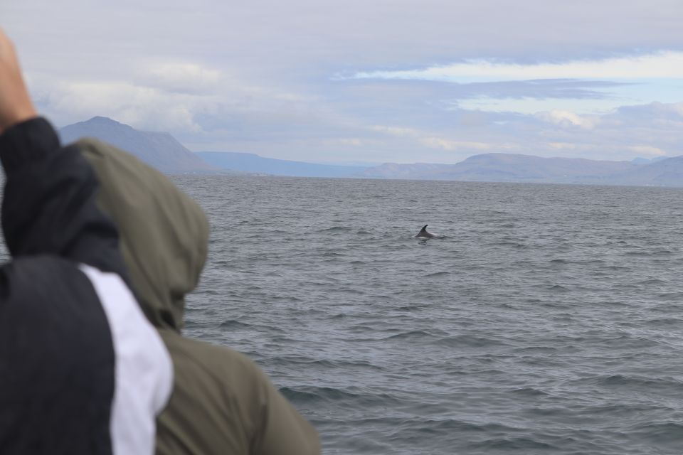 Reykjavik: Whale Watching & Northern Lights Combo Cruise - Reykjavik break time: warm up, charge up, and eat like an actual person