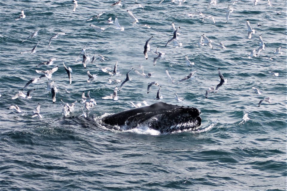 Reykjavik: Whale Watching & Northern Lights Combo Cruise - The northern lights cruise at sea: your best odds come from the right posture